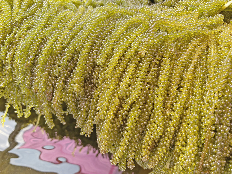 水試所以人工栽培俗稱「海葡萄」的「長莖葡萄蕨藻」，10日前接受電話訂購。（水試所提供）