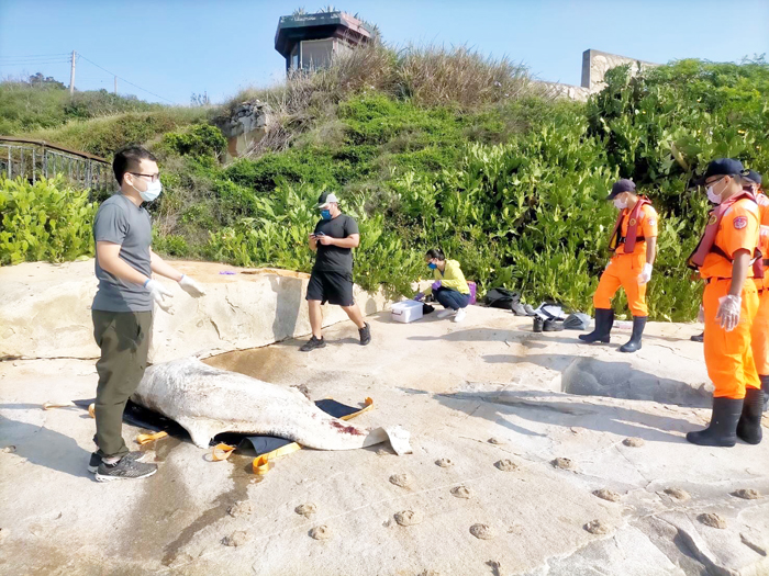金門岸巡隊18日在九宮碼頭右側岸際發現一隻死亡中華白海豚。（金門岸巡隊提供）