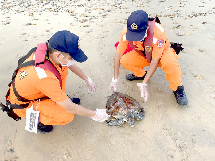金門岸巡隊人員發現一隻綠蠵龜被漁網纏繞，趕緊協助牠脫困。
（岸巡隊提供）