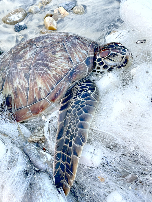 金門岸巡隊人員發現一隻綠蠵龜被漁網纏繞，趕緊協助牠脫困。
（岸巡隊提供）