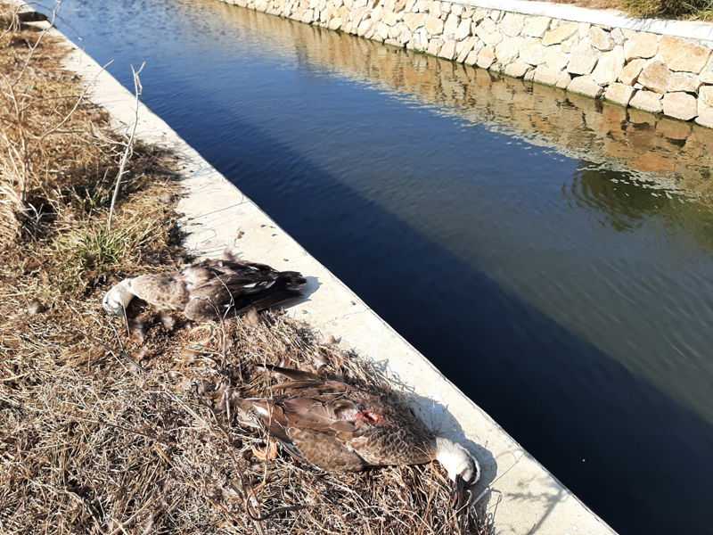 現場死亡的花嘴鴨遭其他動物取食，縣府已聯繫警政單位協助辦理及加強巡查。（縣府提供）