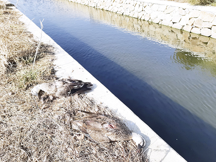 死亡的花嘴鴨遭其他動物取食，縣府已聯繫警政單位協助辦理及加強巡查。（縣府提供）
