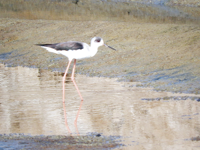 金門縣野鳥學會「111年金門冬季賞鳥活動」，分別假慈湖及烈嶼中墩西湖辦理，民眾透過望遠鏡觀賞大自然中野鳥快樂生態，高翹鴴、蒼翡翠、黑面琵鷺、白面琵鷺等爭相賣萌，讓大小朋友驚喜連連。
（金門縣野鳥學會提供）