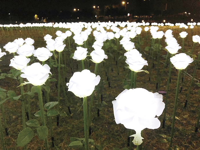 金門縣文化局2月1日至2月6日，每晚18:00-22:00於莒光公園推出華美絢麗的「動感水舞聲光秀」。（李增汪攝）