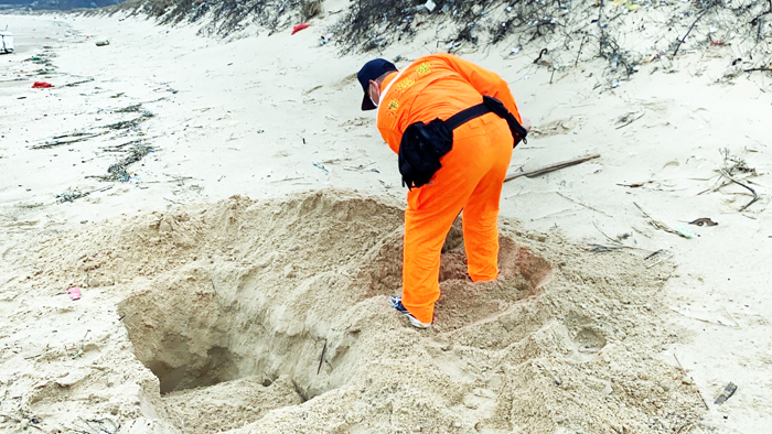 金門海岸2日又發現1隻死亡鯨豚，經金門縣野生動物救援暨保育協會專家檢視後，確認死亡個體為長110公分、寬30公分的「窄脊露脊鼠海豚」，因死亡原因無法確認，即進行豚體採樣帶回檢驗，其餘殘體就地掩埋。（金門岸巡隊提供）