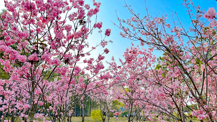 金大櫻花盛開，歡迎鄉親和遊客前往賞櫻、打卡。（金門大學提供）