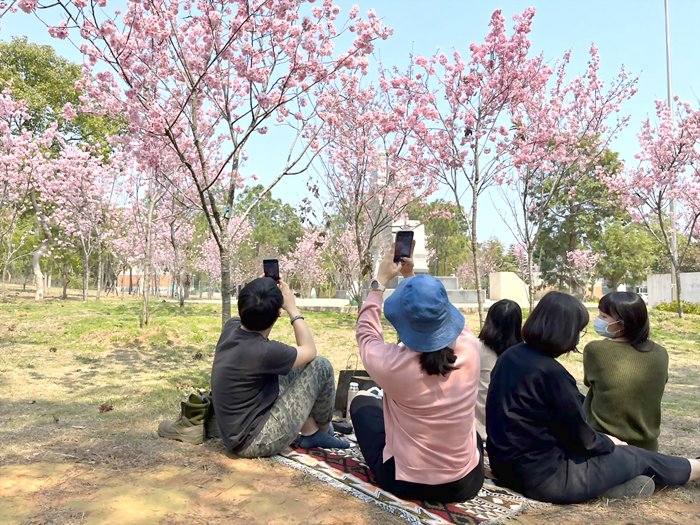 金大櫻花盛開，歡迎鄉親和遊客前往賞櫻、打卡。（金門大學提供）