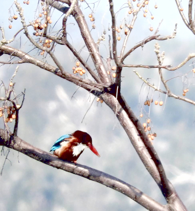 金門縣野鳥學會辦理「春遊慈湖~踏青賞鳥、獺行尋蹤」,學員在慈湖周邊以望遠鏡搭配圖鑑,觀賞認識黑面琵鷺、羅文鴨等珍稀鳥種,讓學員對金門自然生態的豐富感到驚喜,紛紛表示,真是獲益良多。(金門縣野鳥學會提供)