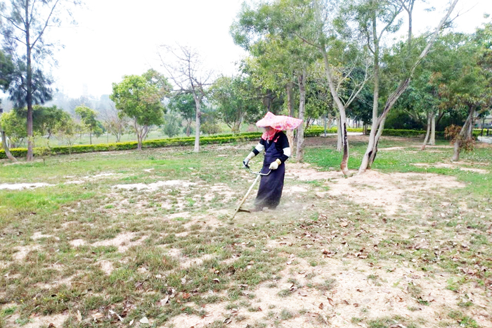 清明掃墓清除雜草,環保局建議民眾應該以割草機等機械除草,或以鋤頭鐮刀人工除草、手動拔草等方式進行,環保又健康。(環保局提供)