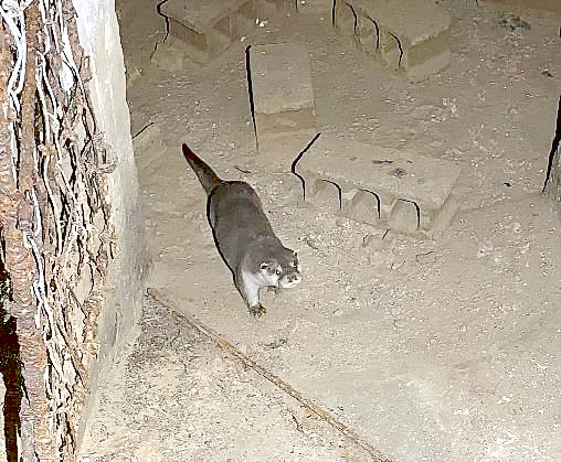 金門歐亞水獺親緣譜系及族群動態研究在咕力岸發現水獺蹤跡。（金管處提供）