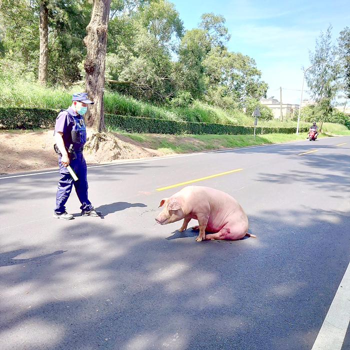 一隻豬跌落在馬路中央，員警到場處理。
（民眾提供）