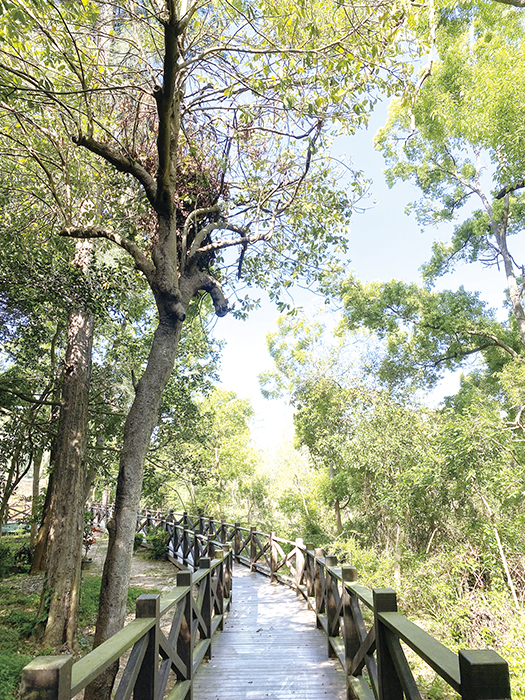 中山林是夏日親子休閒的好去處。（金管處提供）