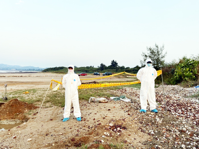 金門縣動植物防疫所接獲海巡署金馬澎分署第九岸巡隊通報，在金寧鄉后沙岸際發現死亡豬隻，經採樣送檢及防疫隔離現場第一時間進行焚化銷毀。（金門縣動植物防疫所提供）