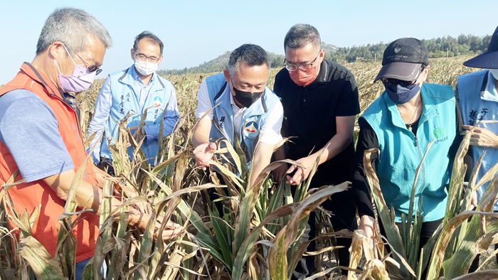 秋季高粱出現旱情，縣長楊鎮浯、副議長周子傑、縣農會理事長許玉昭、金沙鎮長吳有家等多點實勘，將由農政單位研擬方案，彌補中央補助辦法之不足。
（陳麗妤攝）