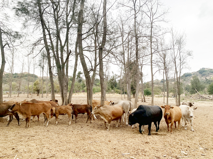 畜牧場同意於一年內完成牛隻遷移。（林靈攝）