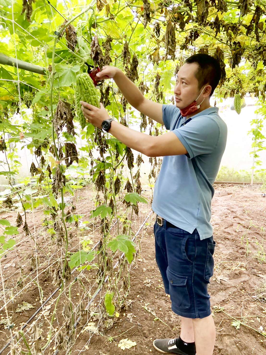 曾經摘下第六屆全國百大青農殊榮的金門農友張斯翔，今年11月又成為第33屆全國十大神農的獲選人，從消防員到全心投入有機農業栽培，一路走來，有機專區常可看到他熱心辦理相關食農教育的身影。（縣府建設處提供）