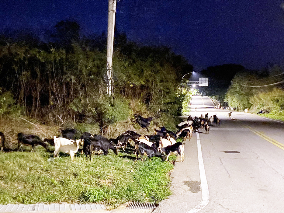 金湖鎮公園路段28日晚間有一大群羊隻外出覓食、佔據道路，縣警局金湖分局獲報後，即派出警力前往協助疏處。（金湖分局提供）