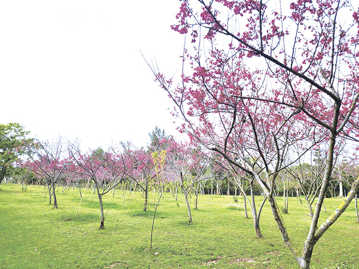 農試所內山櫻花開花中,適合闔家大小踏青。(許峻魁攝)