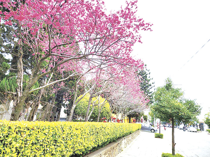 縣府門口旁櫻花樹,緋紅色花瓣十分吸睛。(許峻魁攝)