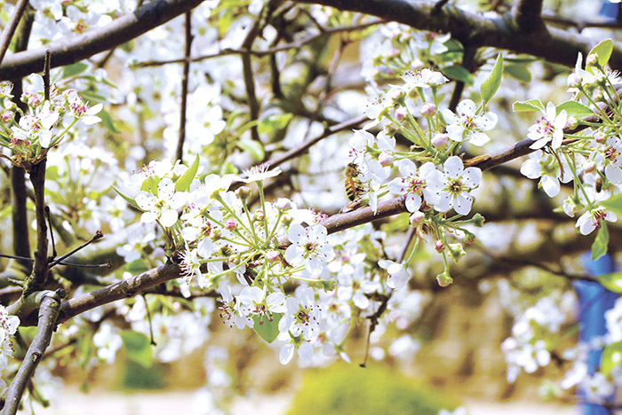豆梨花綻放,吸引昆蟲採蜜。(許峻魁攝)