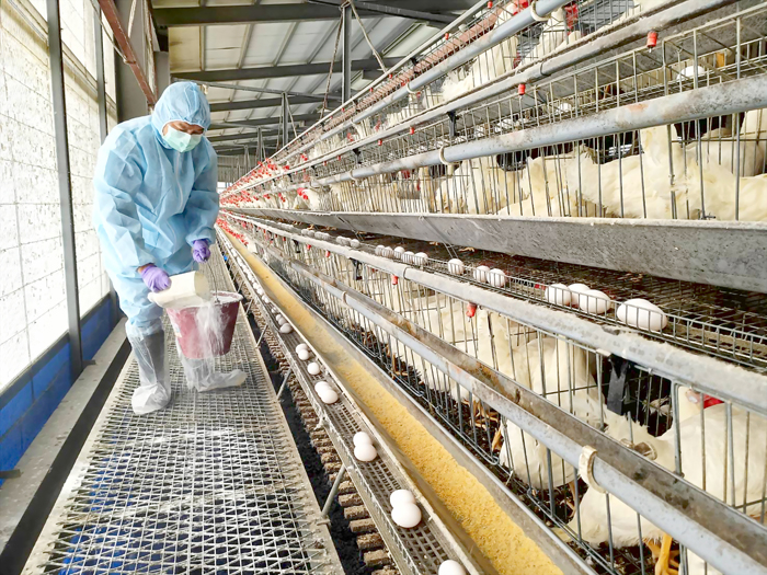 金門縣動植物防疫所配合農委會政策，針對全縣26間蛋（肉）雞養雞場加強一次性生石灰環境消毒，以減少雞場環境潛存病原，目前已完成約八成。（陳麗妤攝）