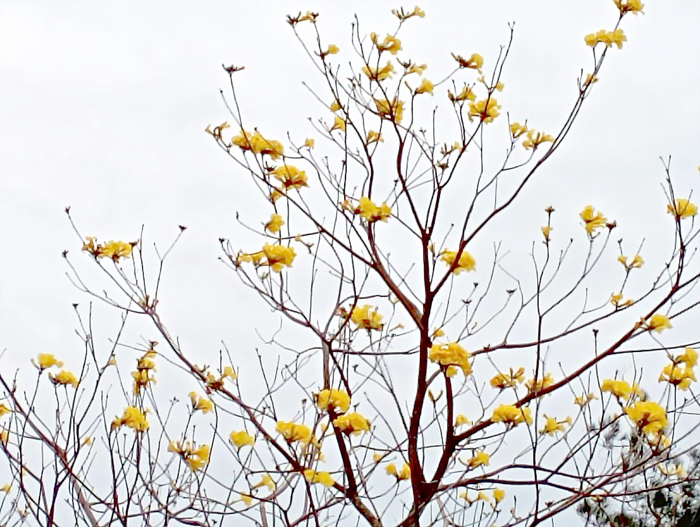黃色風鈴木綻放 花景引目光