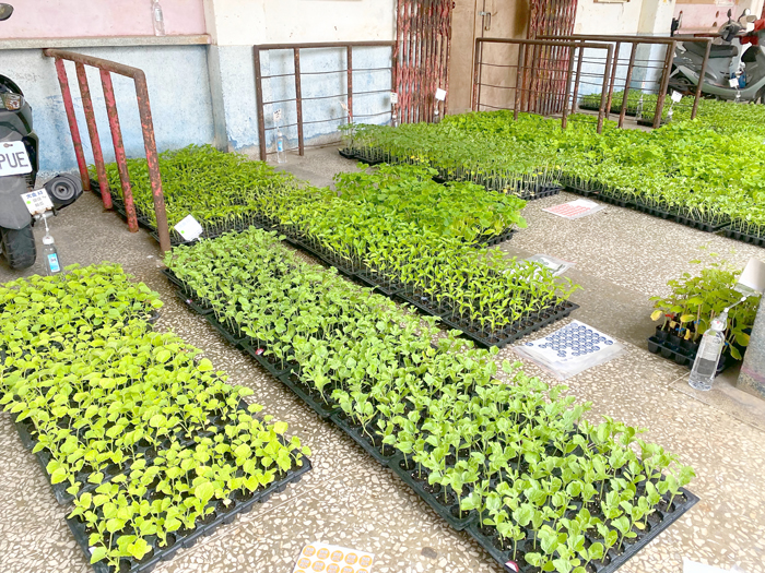 農試所第二年推動蔬菜穴盤苗下鄉巡迴服務，4場次已圓滿落幕。。（陳麗妤攝）