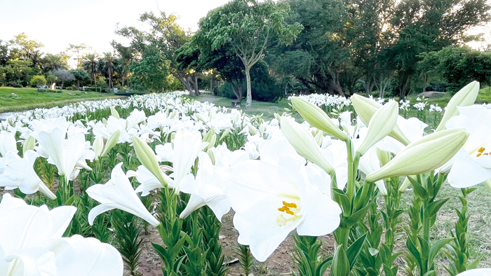 金門縣植物園區裡生態河道旁的百合花陸續綻開中，另有紫色的百子蓮，相互映襯，形成浪漫花海景緻。（陳麗妤攝）