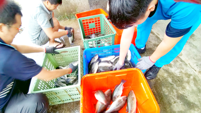 金門農工養殖科師生成功培育加州鱸魚，在金門家樂福上架銷售。（金門農工提供）