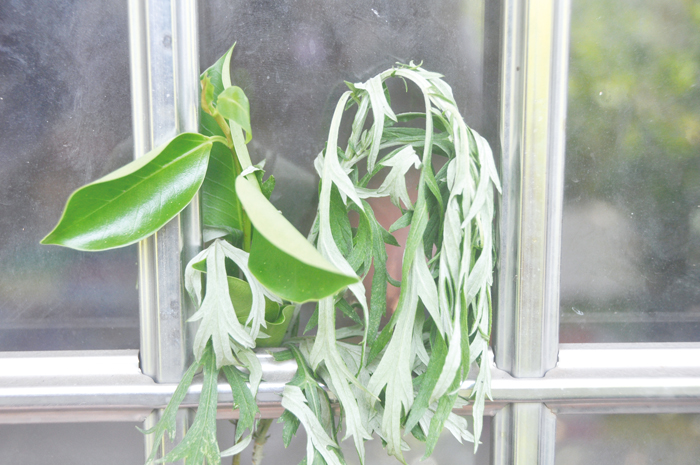 為了驅除疾厄,端午節時可見住家門口都掛菖蒲和艾草。(李增汪攝)