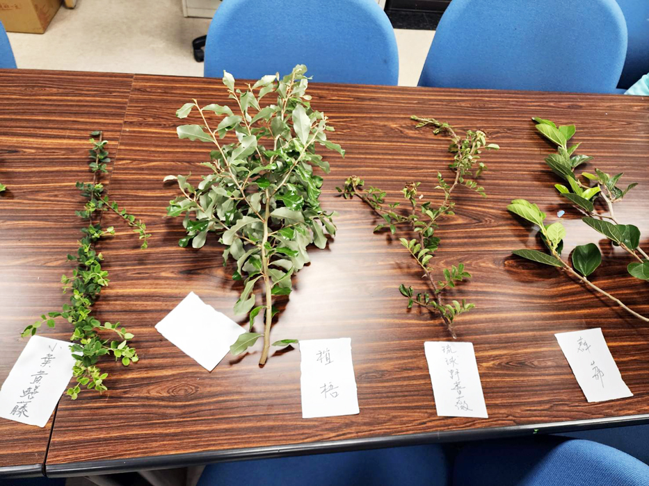 講座現場擺放許多地區常見青草藥。(許峻魁攝)