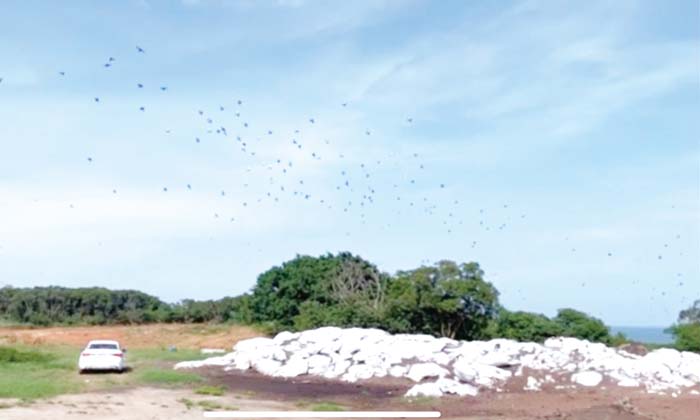 機場附近群鳥舞空，易危及飛安。（蔡其雍提供）