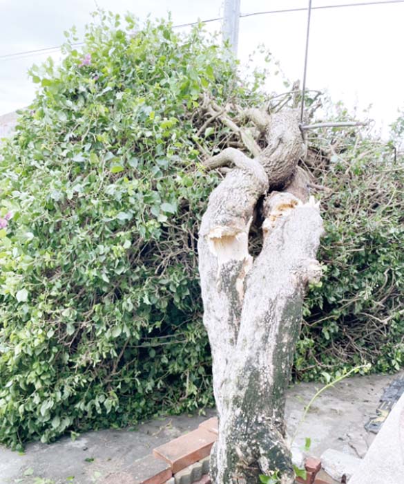 網紅景點「鋼盔九重葛」不敵杜蘇芮強風，遭攔腰吹斷。（民眾提供）
