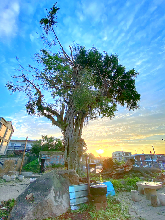 挺不過颱風，古崗村百年夫妻榕樹不敵強風，折斷其一。（古崗社區提供）