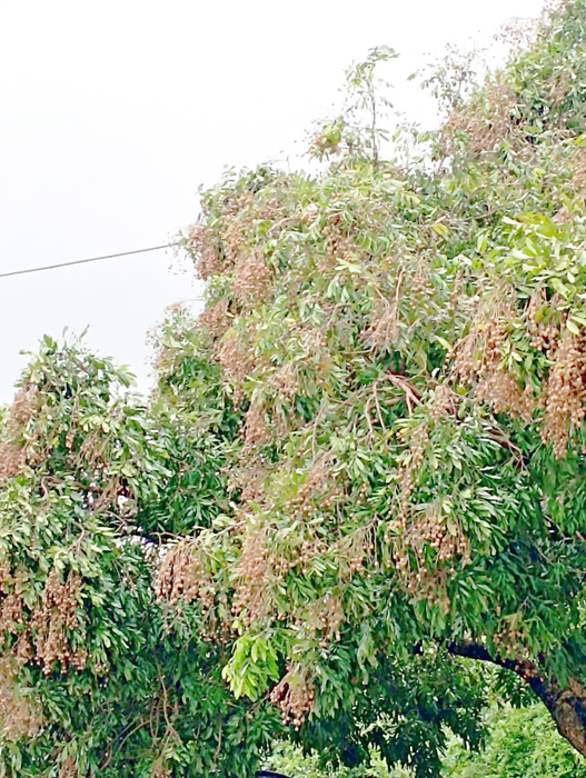 結實纍纍 盛夏龍眼大豐收