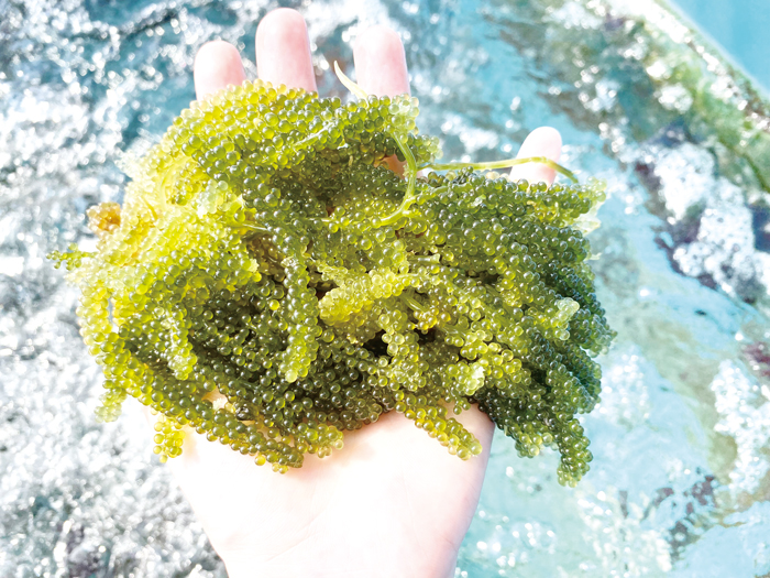 水試所養殖海葡萄收穫有成,即起開始登記販售。(水試所提供)