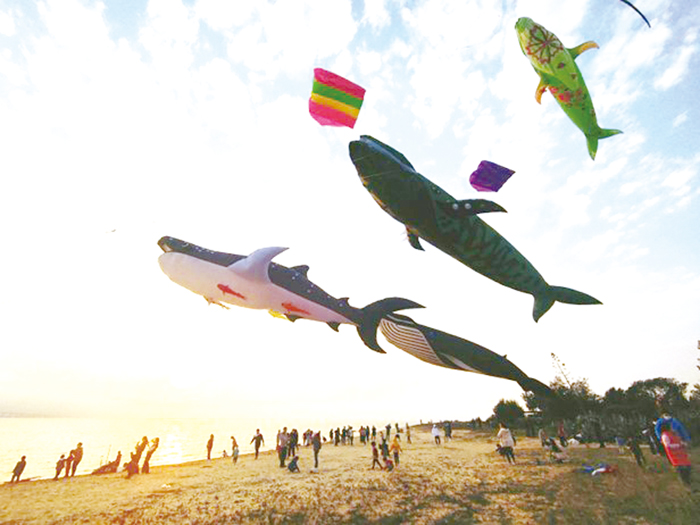 今年風箏節以「海洋世界」為主題，金門限定的巨型歐亞水獺風箏將首次亮相。（金門縣露營觀光發展協會提供）