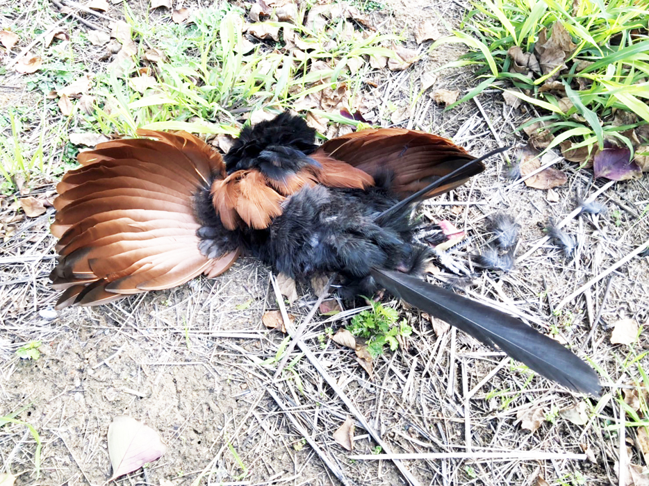 遭車輛撞擊死亡的褐翅鴉鵑。
(金管處提供)