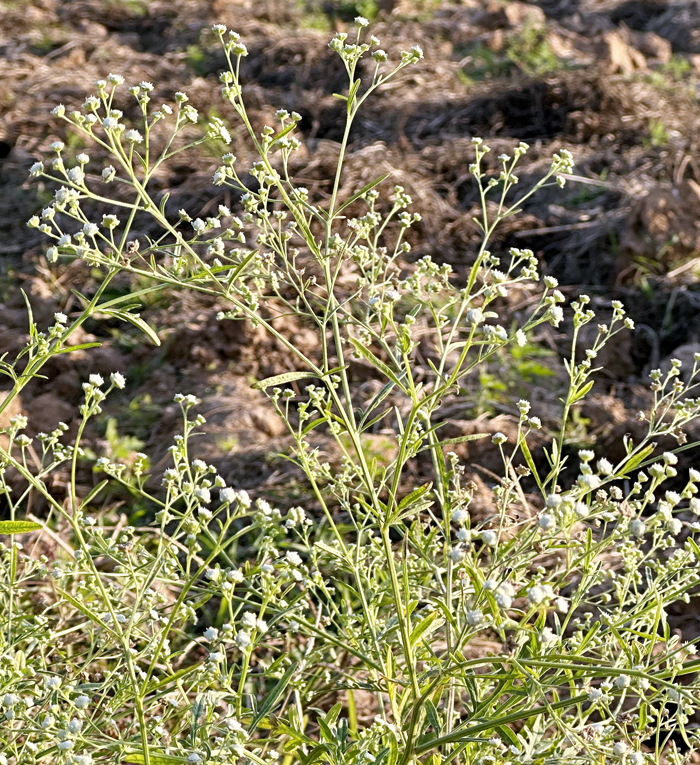 銀膠菊植株開花。(建設處提供)