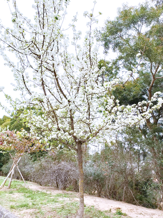 每年三到四月,是豆梨花開的季節。(李增汪攝)