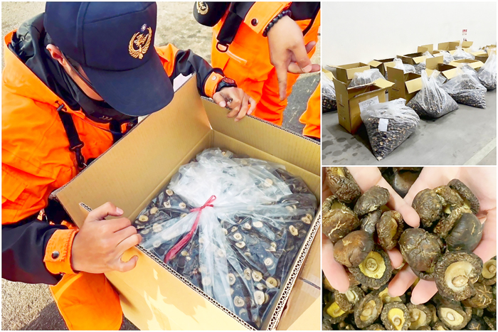 金馬澎分署第九岸巡隊邊境嚴查大陸香菇，今年迄3月20日止查獲三噸。（金門海巡提供）