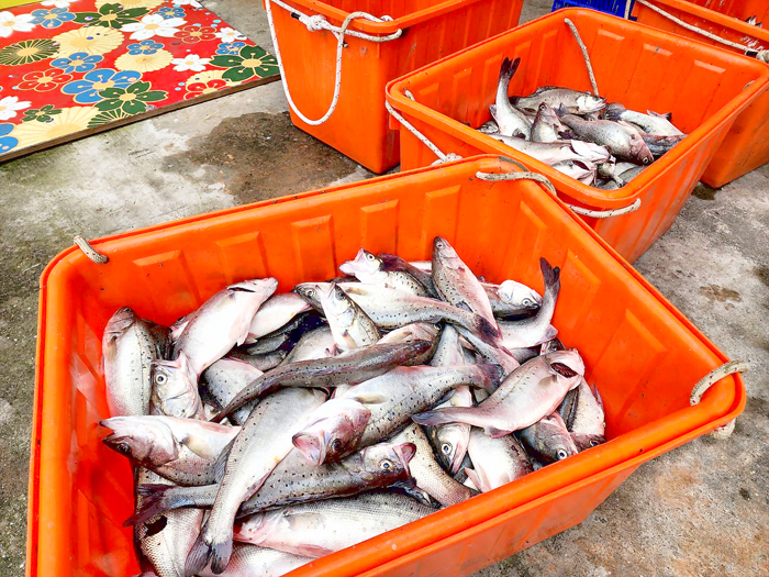 水試所更換養殖魚種，打撈鱸魚進行販售。（許峻魁攝）