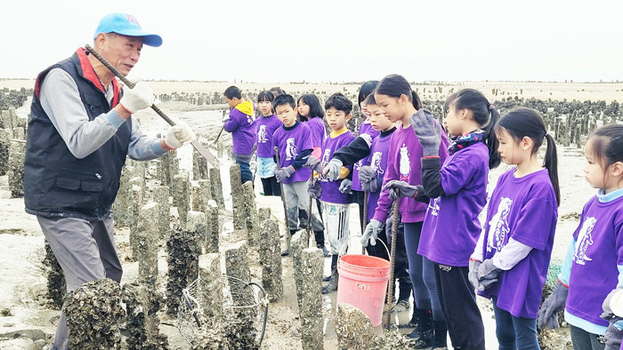 在古寧村長李開陣的帶領與解說下，古寧師生們走入石蚵田擎蚵，漫步在水道蚵渠間，觀察蚵田潮間帶泥沼中的生物。
（古寧國小提供）