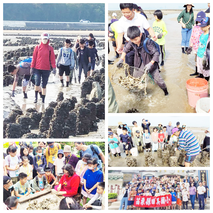 左上、右上、右中：北山擎蚵、探索潮間帶；右下、活化教學；左下、剝蚵技巧示範。（古寧國小提供）