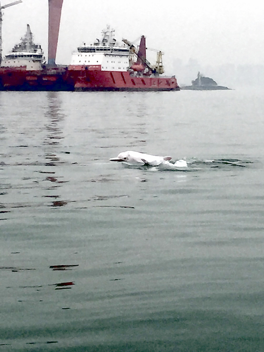 金廈海域罕見出現「海上大熊貓」中華白海豚。（民眾提供）