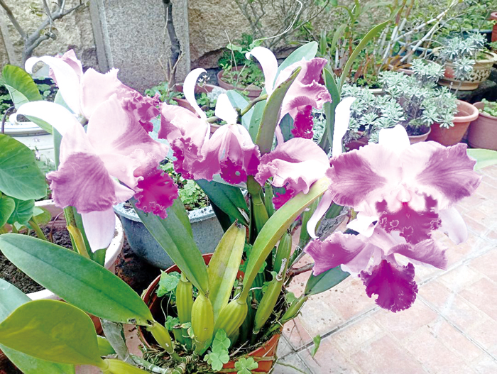 卡特蘭開花,花色嬌豔多變,花朵芳香馥郁,令人驚豔。(李增汪攝)