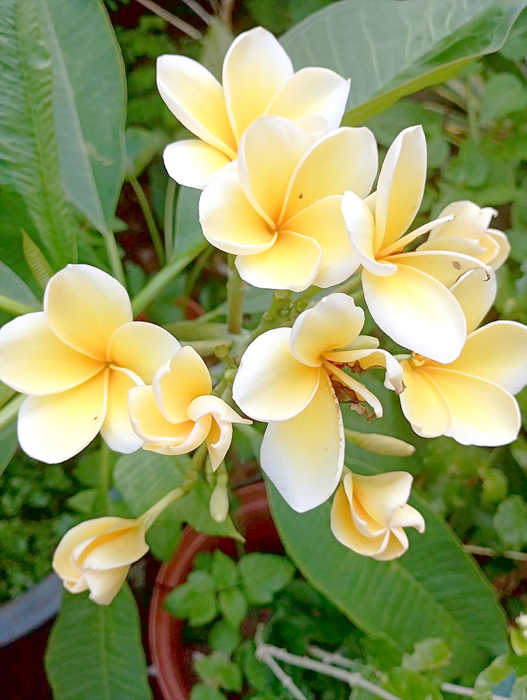 雞蛋花
