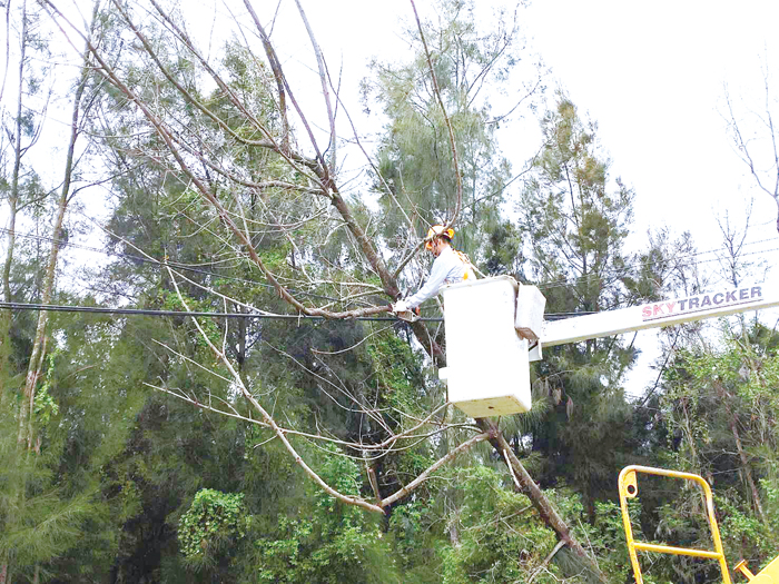 山陀兒颱風吹斷樹枝壓到纜線,雖然沒有造成停電事故,但台電金門區處人員還是盡快清除障礙樹枝。(台電金門區處提供)