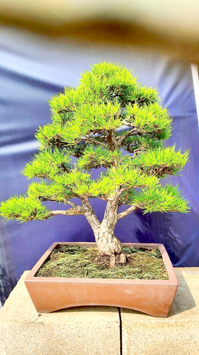 「2024金風盆藝展」於浯江書院盛大開幕展出。(金門縣文化局提供)