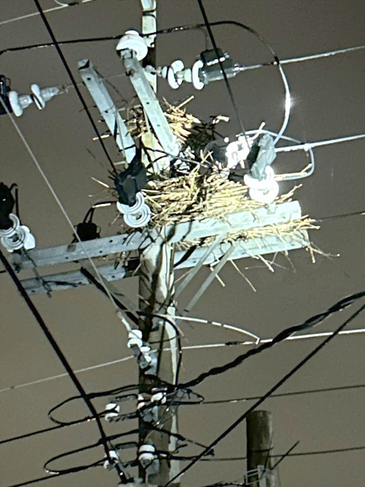 金門縣金寧鄉頂埔下逾800戶初四晚間忽然停電，原來是喜鵲築巢惹的禍。（台電提供）